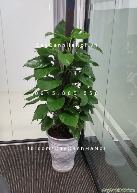 Cây vạn niê thanh leo cột lọc không khí Cây vạn niê thanh leo cột lọc không khí