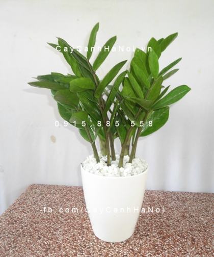 Cách trồng và chăm sóc cây kim phát tài