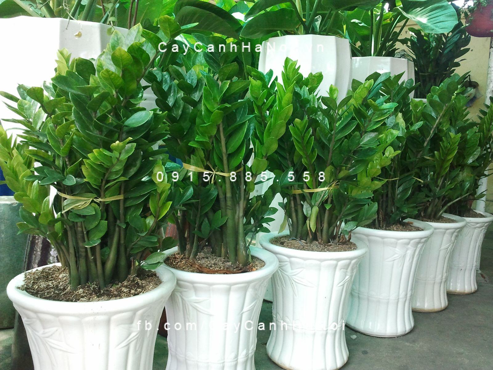 Cách trồng và chăm sóc cây kim phát tài