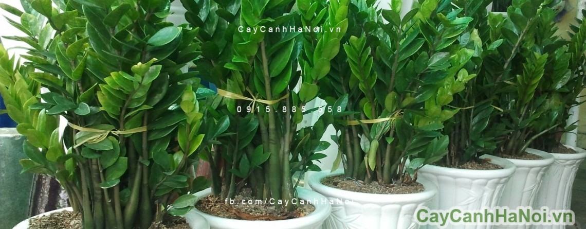 Cách trồng và chăm sóc cây kim phát tài