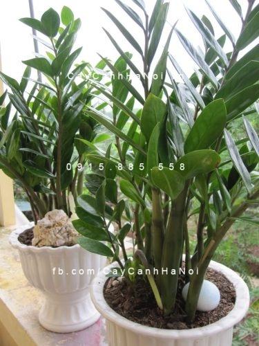 cham-soc-cay-kim-tien cham-soc-cay-kim-tien
