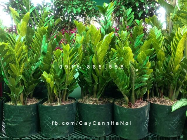cham-soc-cay-kim-tien cham-soc-cay-kim-tien