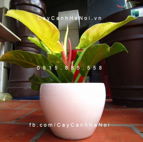 Hoa trầu bà Hoa trầu bà