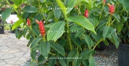 chau-cay-hanh-phuc