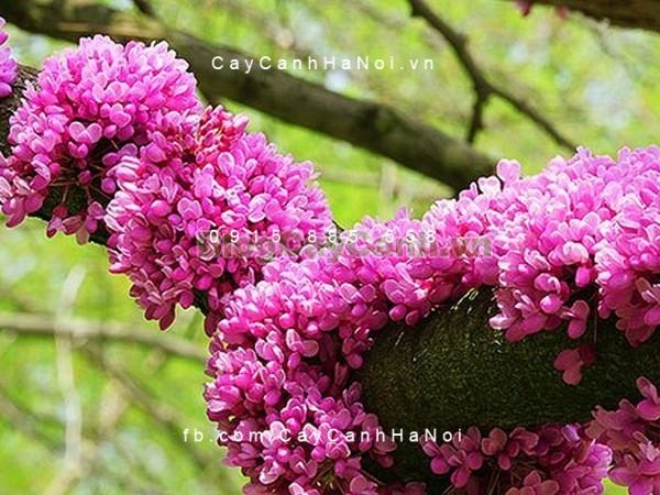 hoa-cay-hanh-phuc-dep hoa-cay-hanh-phuc-dep