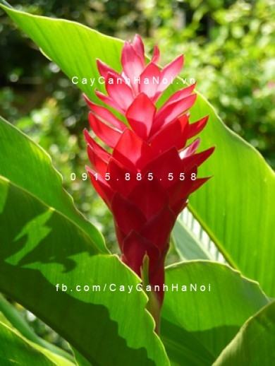 hoa-cay-hanh-phuc hoa-cay-hanh-phuc