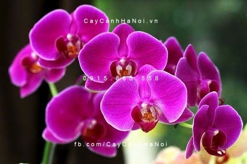 Hoa lan hồ điệp màu tím đẹp