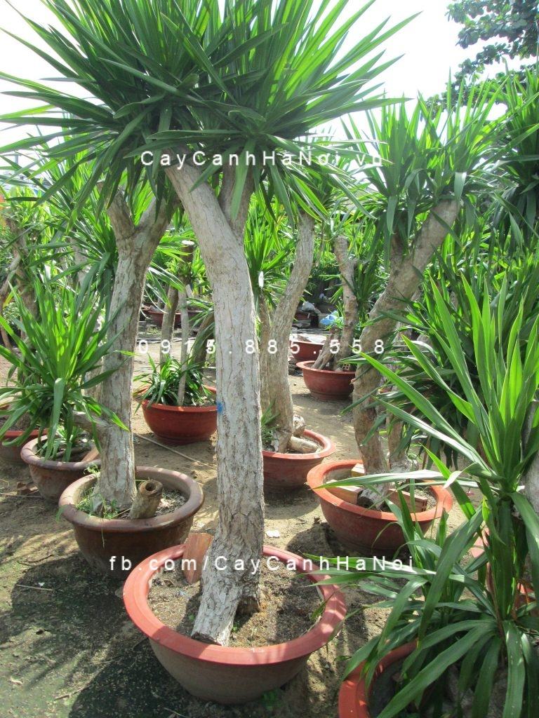 Ý nghĩa phong thủy của cây phát tài núi Ý nghĩa phong thủy của cây phát tài núi