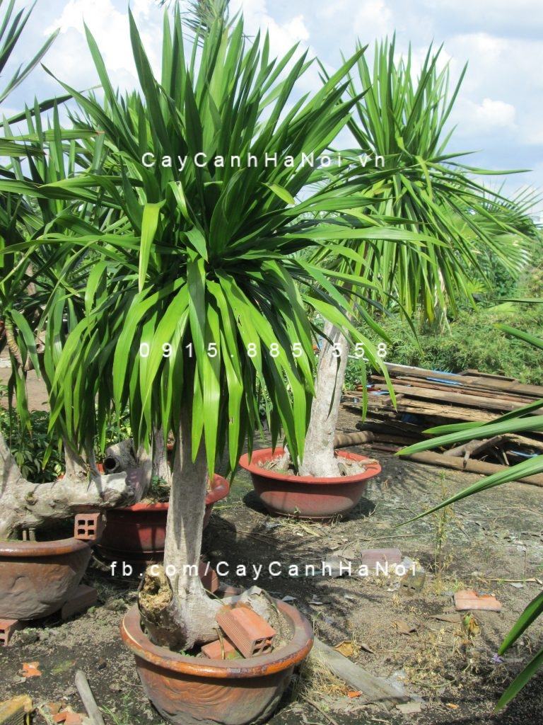 Ý nghĩa và tác dụng của cây phát tài núi Ý nghĩa và tác dụng của cây phát tài núi