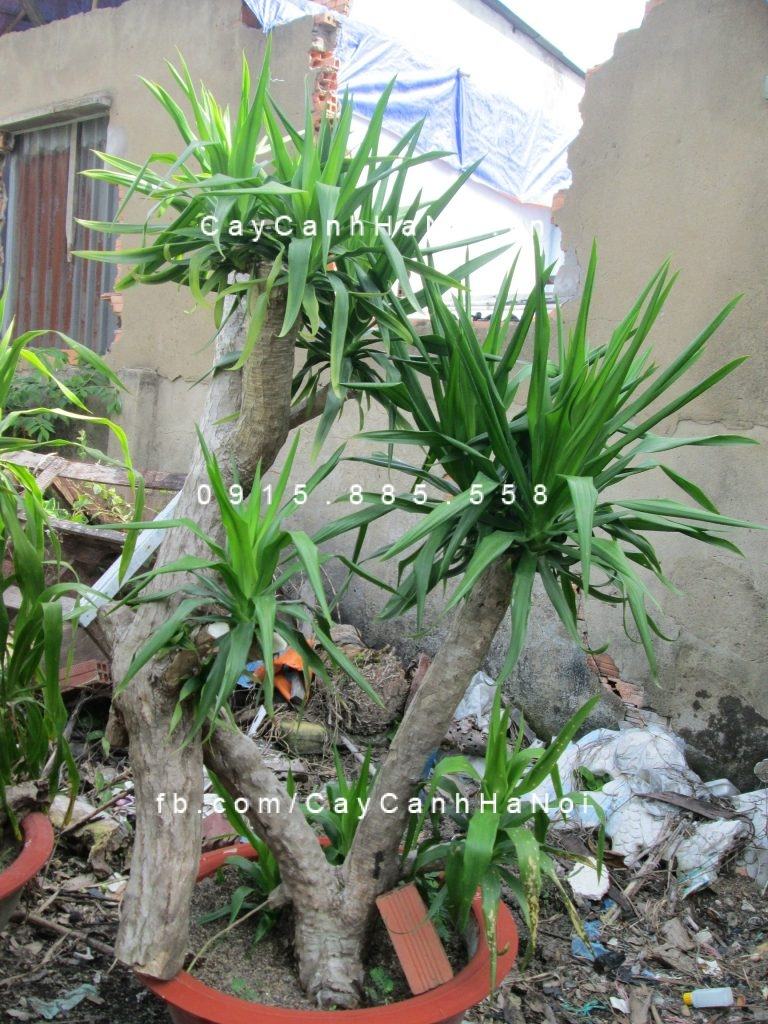 Ý nghĩa và tác dụng của cây phát tài núi Ý nghĩa và tác dụng của cây phát tài núi