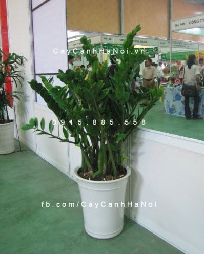 Cây kim phát tài có độc không Cây kim phát tài có độc không