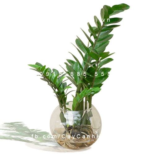 Cây kim phát tài có độc không Cây kim phát tài có độc không
