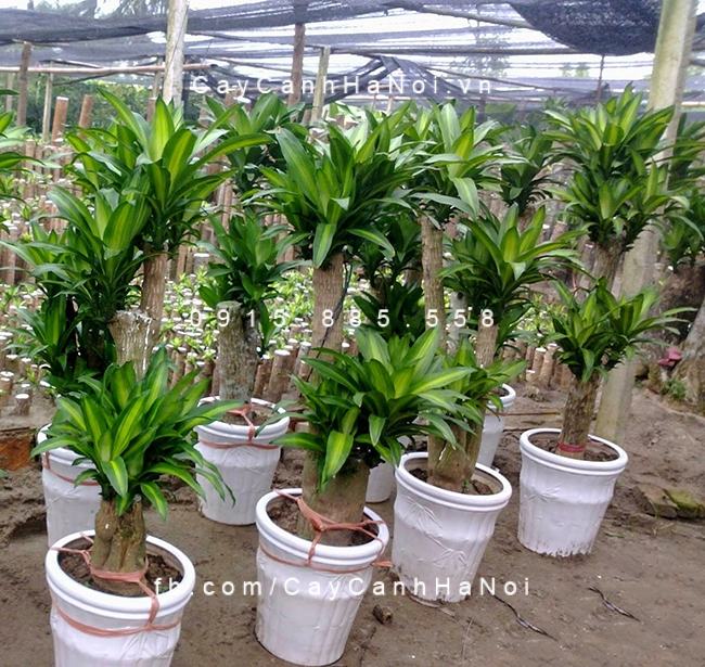 Cây thiết mộc lan rất được ưa chuộng trong nội thất, văn phòng Cây thiết mộc lan rất được ưa chuộng trong nội thất, văn phòng