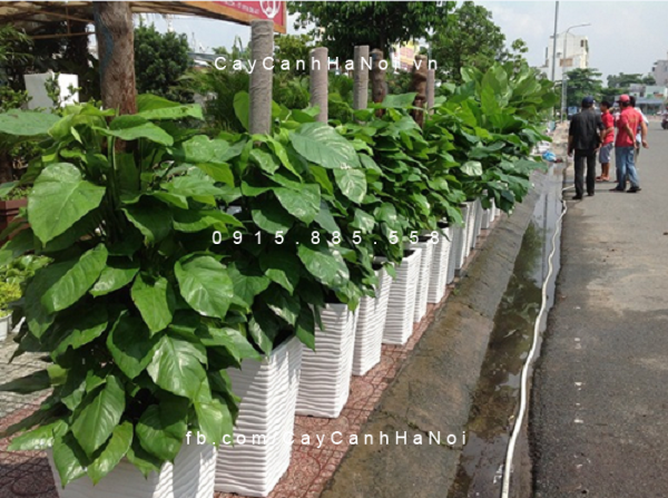 Cây vạn niên thanh leo cột trang trí đường phố Cây vạn niên thanh leo cột trang trí đường phố