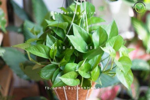 trầu bà thá trầu bà thái
