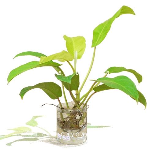 trầu bà vàng trầu bà vàng