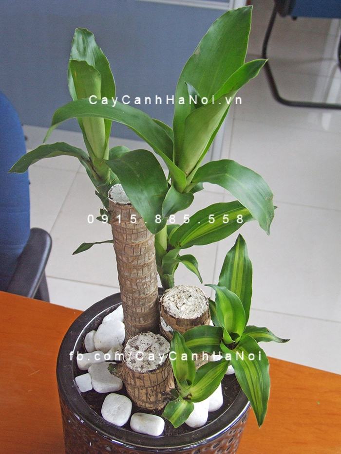 Phải nhớ cây luôn xanh tốt mới có phong thủy tốt Phải nhớ cây luôn xanh tốt mới có phong thủy tốt