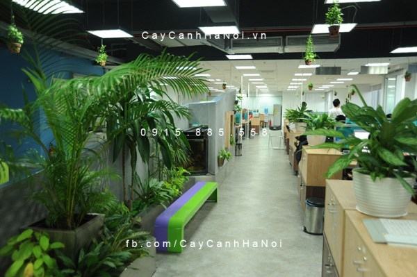 Cây vạn niên thanh trang trí văn phòng Cây vạn niên thanh trang trí văn phòng