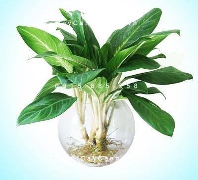 Cây vạn niên thanh thủy sinh để bàn Cây vạn niên thanh thủy sinh để bàn
