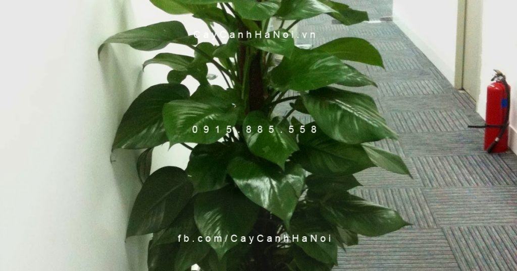 Cây vạn niên thanh leo cột trang trí hành lang Cây vạn niên thanh leo cột trang trí hành lang