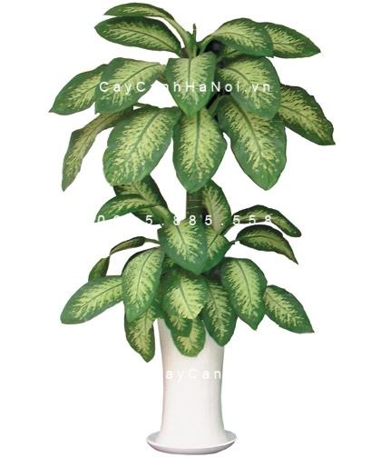Cây vạn niên thanh leo cột bonsai Cây vạn niên thanh leo cột bonsai