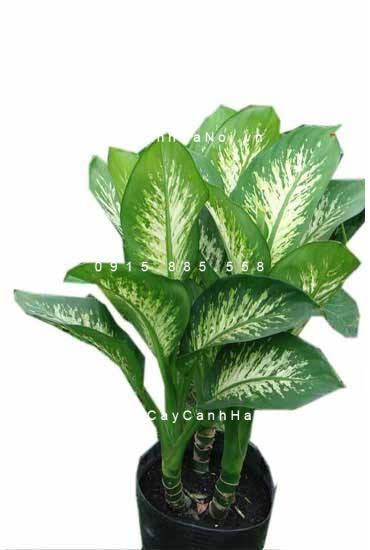 Vạn niên thanh leo cột bị vàng lá Vạn niên thanh leo cột bị vàng lá