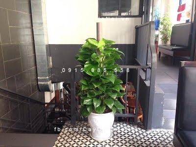 Cây vạn niên thanh leo cột trang trí nhà cửa Cây vạn niên thanh leo cột trang trí nhà cửa