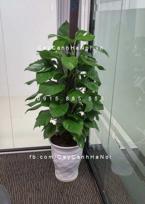 Van niên thanh leo cột lọc không khí Van niên thanh leo cột lọc không khí
