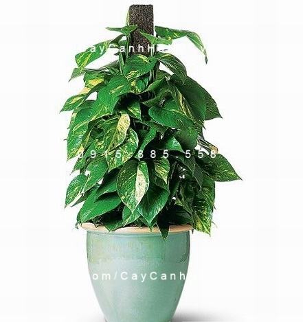 Cây vạn niên thanh leo cột bị vàng lá Cây vạn niên thanh leo cột bị vàng lá