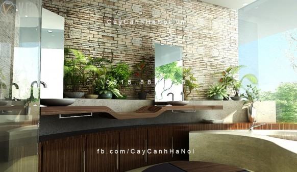 Cây vạn niên thanh leo cột trang trí nội thất Cây vạn niên thanh leo cột trang trí nội thất