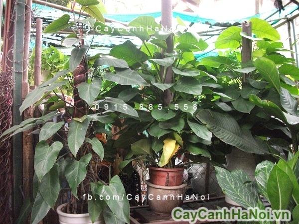 Ý nghĩa vạn niên thanh leo cột Ý nghĩa vạn niên thanh leo cột