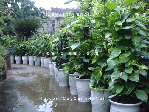 Cây vạn niên thanh leo cột trồng trong chậu Cây vạn niên thanh leo cột trồng trong chậu