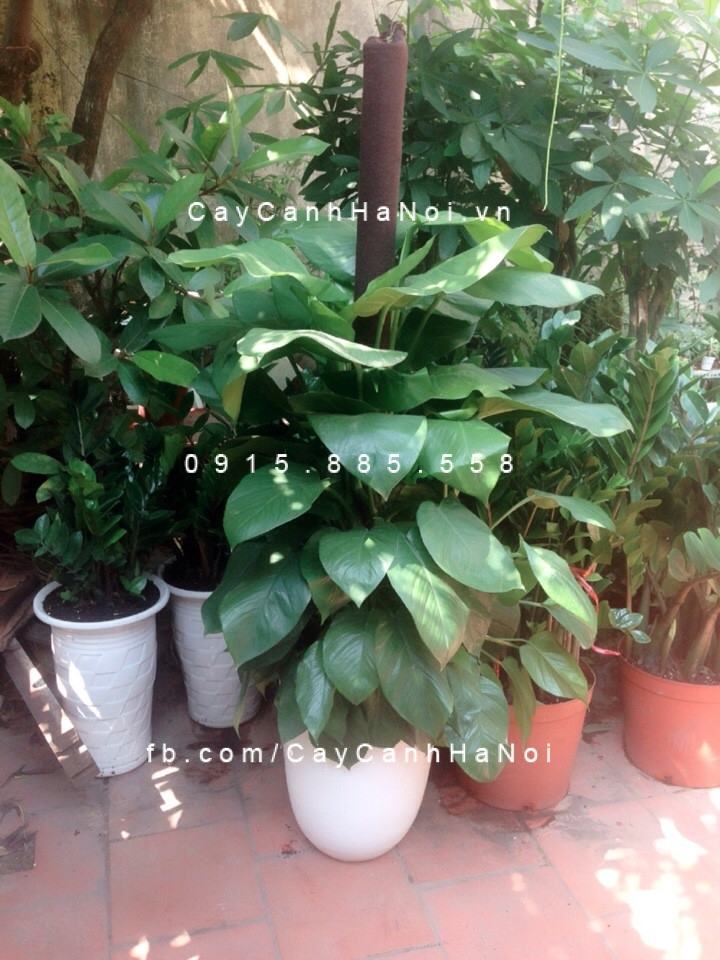Bán cây vạn niên thanh leo cột Bán cây vạn niên thanh leo cột