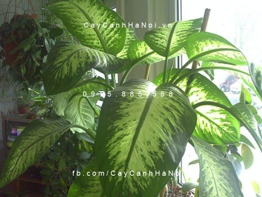 Cây vạn niên thanh leo cột dạng bẹ Cây vạn niên thanh leo cột dạng bẹ
