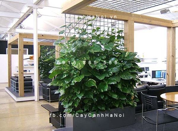 Vạn niên thanh leo cột làm vườn tường Vạn niên thanh leo cột làm vườn tường