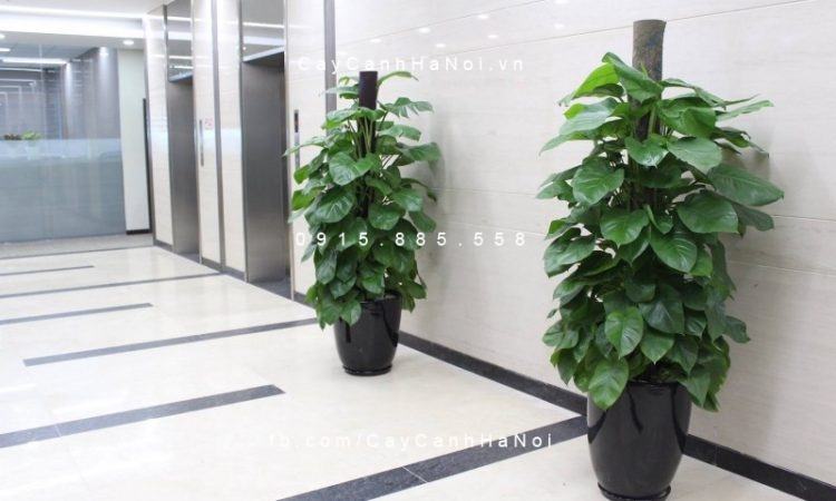 Vạn niên thanh leo cột trang trí hành lang chung cư Vạn niên thanh leo cột trang trí hành lang chung cư