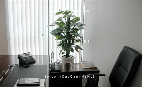 Cây vạn niên thanh leo cột trong văn phòng Cây vạn niên thanh leo cột trong văn phòng