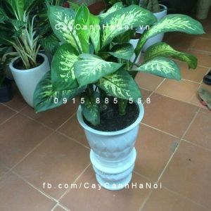 Vạn niên thanh leo cột bẹ Vạn niên thanh leo cột bẹ