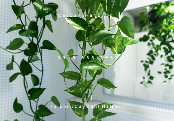Cây vạn niên thanh treo Cây vạn niên thanh treo