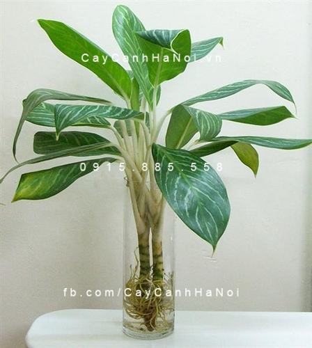 Cây vạn niên thanh để bàn Cây vạn niên thanh để bàn