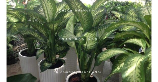 Cây vạn niên thanh bẹ Cây vạn niên thanh bẹ