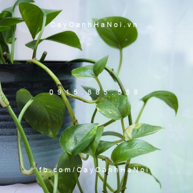 cây vạn niên thanh cây vạn niên thanh