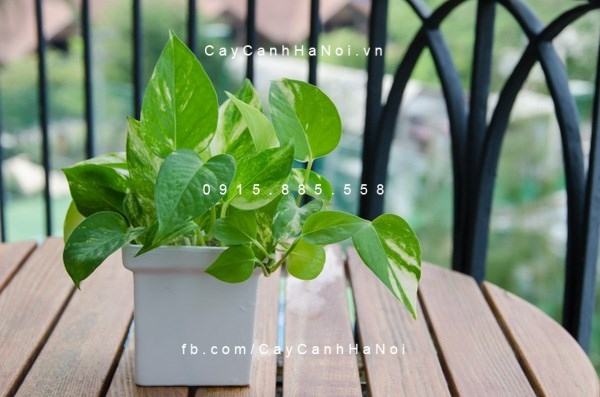 Cây vạn niên thanh để bàn đẹp Cây vạn niên thanh để bàn đẹp
