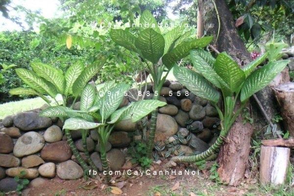 Cây vạn niên thanh trồng trong vườn có phong thủy tốt Cây vạn niên thanh trồng trong vườn có phong thủy tốt