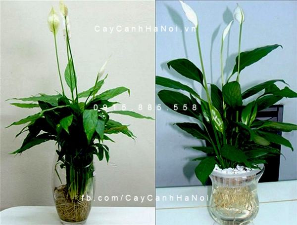 Cây vạn niên thanh thủy sinh Cây vạn niên thanh thủy sinh