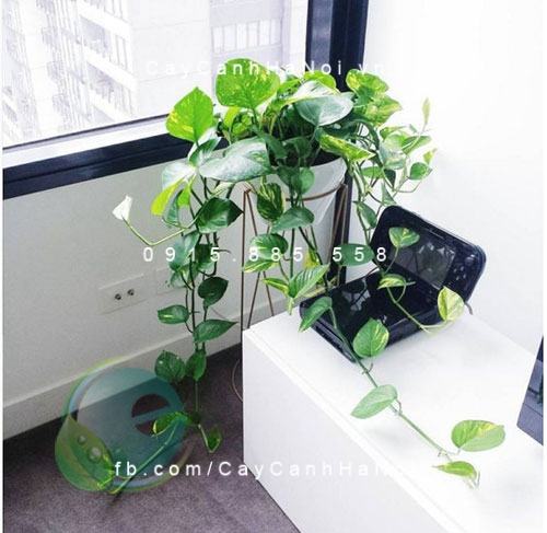 Cây vạn niên thanh leo để hiên cửa Cây vạn niên thanh leo để hiên cửa