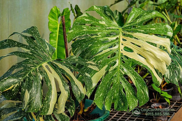 Cây monstera deliciosa thai constellation