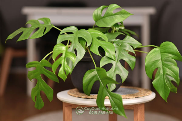 Cây monstera minima