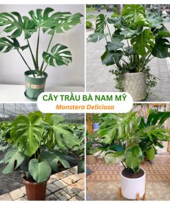 Cây trầu bà Nam Mỹ Montera