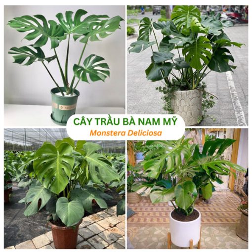 Cây trầu bà Nam Mỹ Montera